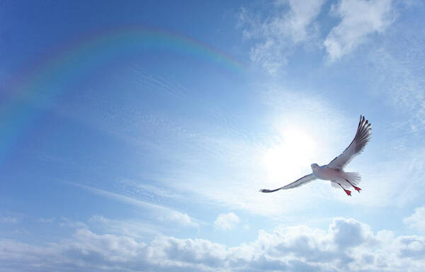 Tranquility Poster featuring the photograph Seagull by Ichiro