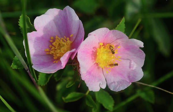 Pink Flowers With Bees Collecting Pollen Poster featuring the photograph Shades Of Nature 25 by Gordon Semmens