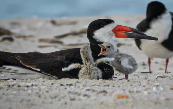 Shorebirds Poster featuring the photograph Skimmer Baby Chicks by JASawyer Imaging