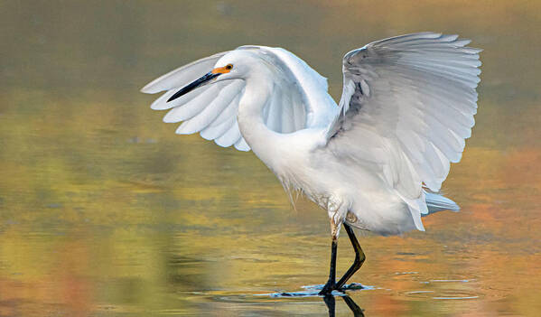Snowy Egret Poster featuring the photograph Snowy Egret 2167-082819 by Tam Ryan
