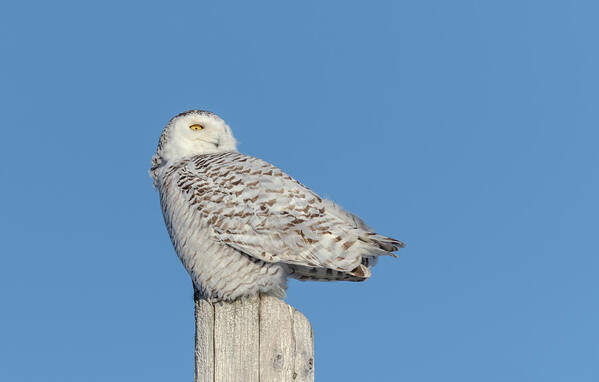Snowy Owl Poster featuring the photograph Snowy Owl 2019-2 by Thomas Young