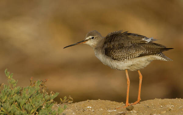 Grass Poster featuring the photograph Spotted Redshank by Copyright Mike Barth