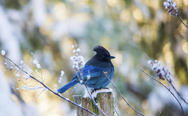 Bird Poster featuring the photograph Stellar Jay In The Snow by Rory Siegel