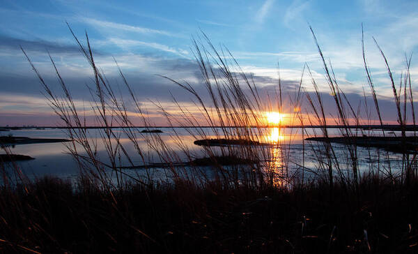 Photography Poster featuring the photograph Sunset Through The Reeds by Sharon Mayhak