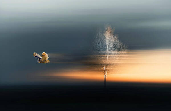 Owl Poster featuring the photograph Talking To The Dusk ...!! by Hosam.karara