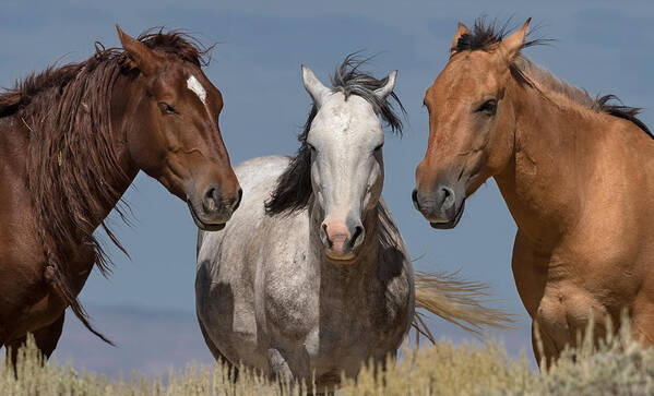 Stallion Poster featuring the photograph The Bachelors Three Color by Paul Martin