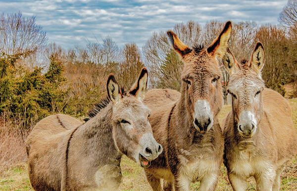 Mules Poster featuring the photograph The Joke's On Me by Marcy Wielfaert