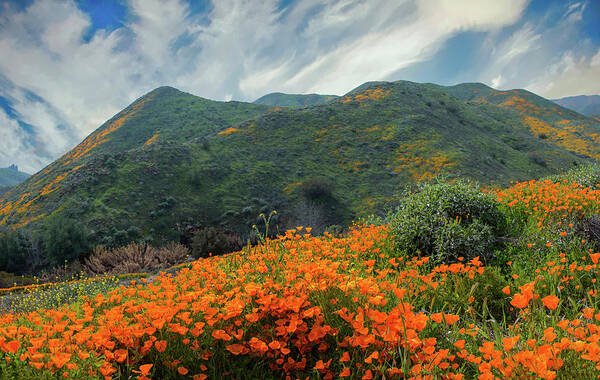 Poppies Poster featuring the photograph The Poppies of Walker Canyon by Lynn Bauer