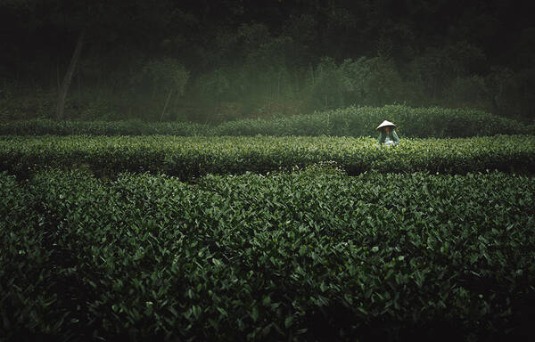 Green Poster featuring the photograph The Tea Picker by Yao Wu