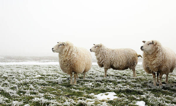 Dawn Poster featuring the photograph Three Sheep In Winter by Marceltb