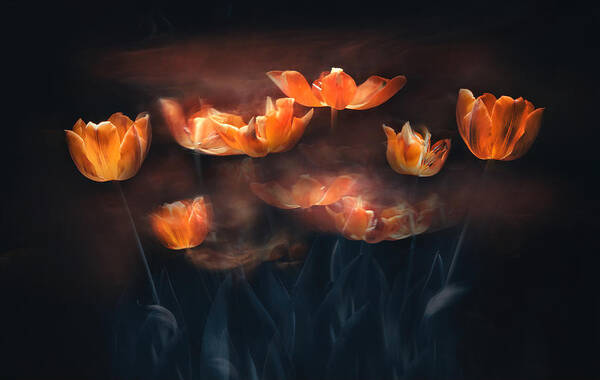Tulips Poster featuring the photograph Tulips In Motion by Catherine W.