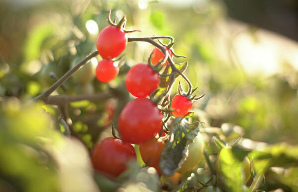 California Poster featuring the photograph Vine Ripened Organic Grape Tomatoes by Epicurean