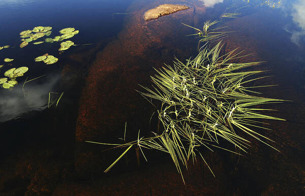 Water Poster featuring the photograph Water Grass by Bror Johansson