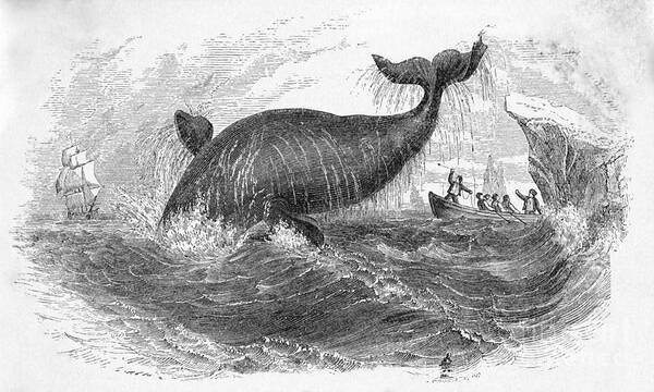 Art Poster featuring the photograph Whale Breeching by Bettmann