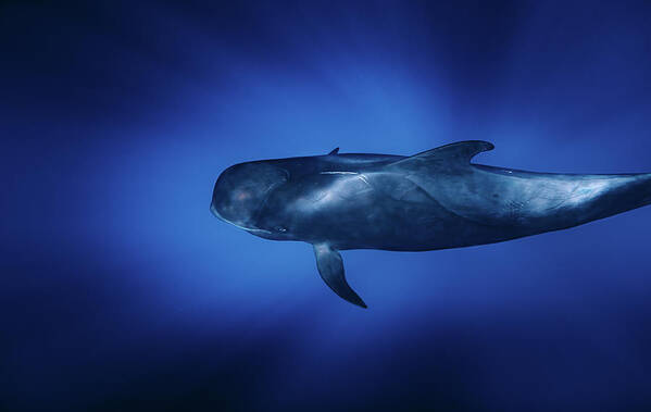 Whale Poster featuring the photograph Whale Diving Through The Rays Of Light In The Ocean by Cavan Images