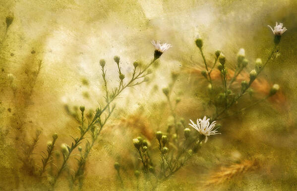 Wild Poster featuring the photograph Wild Daisy by Wei Liu