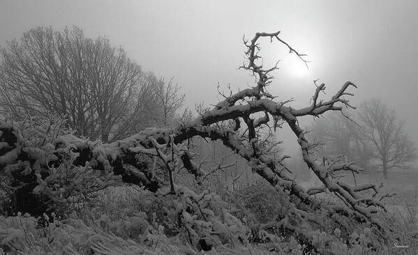 Roots Of An Overturned Tree In The Misty Setting Sun And Snow
Black And White Poster featuring the photograph Winter Frost 5 by Gordon Semmens