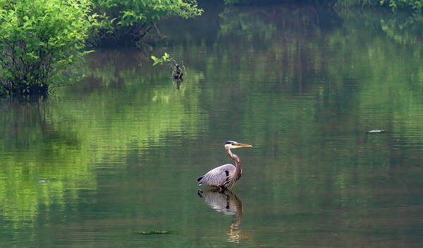 Great Blue Heron Poster featuring the photograph Wistful Wader by Marcy Wielfaert