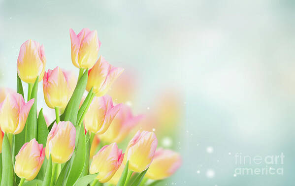 Pink Poster featuring the photograph Yellow And Pink Tulips by Anastasy Yarmolovich