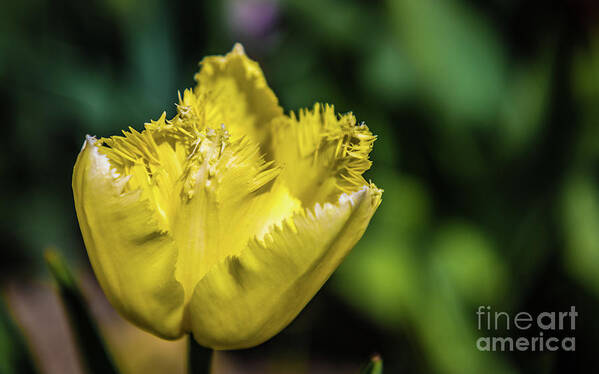 Tulip Poster featuring the photograph Yellow Tulip by Lyl Dil Creations