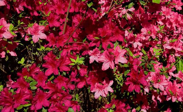 Beautiful Poster featuring the photograph Beautiful Blooming Azaleas #1 by Dennis Schmidt