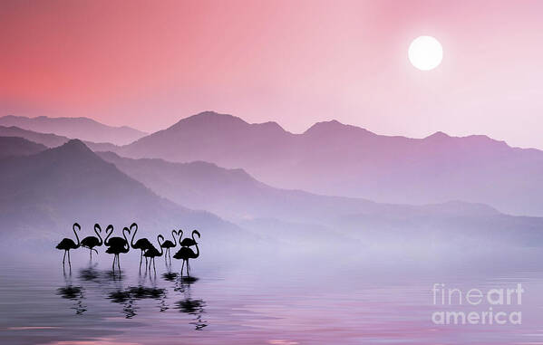 Alicante Poster featuring the photograph Flamingos Sunset #1 by Bess Hamiti