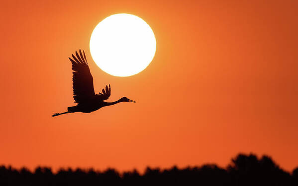 Crane Poster featuring the photograph New Day #1 by Brad Bellisle