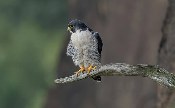 Peregrine Falcon Poster featuring the photograph Peregrine Falcon #1 by Sam Rino