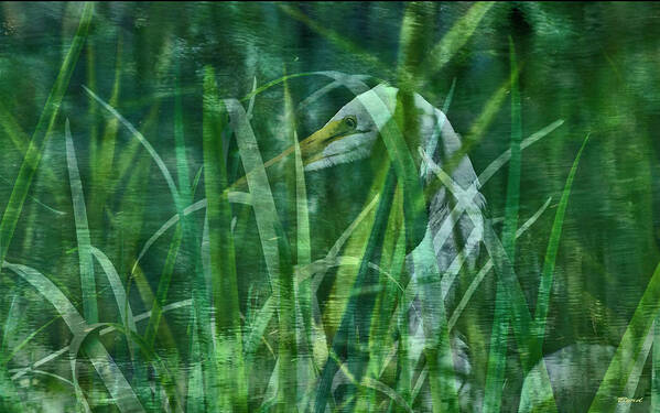 Overlay Poster featuring the photograph Secretive Egret #1 by Christopher Byrd
