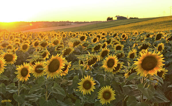 Sunflowers Poster featuring the photograph Sunflower field sunset #1 by Sean Hannon