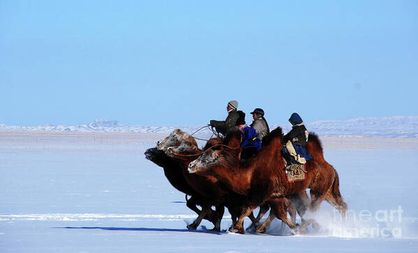 Winter Camel Racing Poster featuring the photograph Winter Camel racing by Elbegzaya Lkhagvasuren