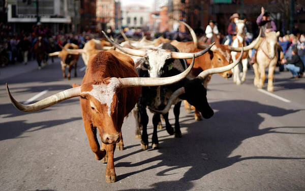 Human Interest Poster featuring the photograph Longhorn Steer in downtown Denver #2 by Rick Wilking