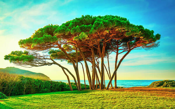 Baratti Poster featuring the photograph Maritime Pine tree group near sea and beach. Baratti, Tuscany. by Stefano Orazzini