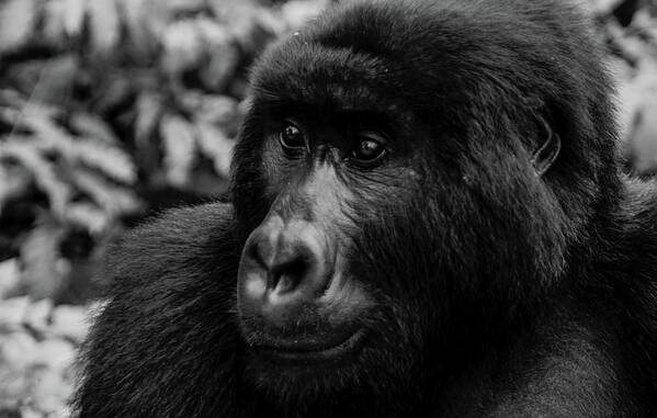 Gorillas Poster featuring the photograph Matabishi, Senkwekwe Centre #1 by Kennedy Ngoa