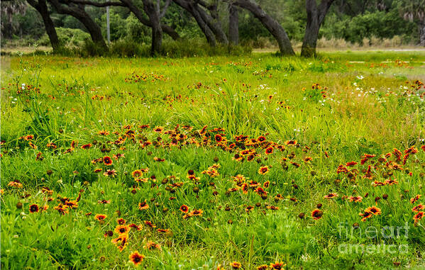Meadow Poster featuring the photograph A Meadow of Blanket Flowers, Merritt Island Wildlife Refuge by L Bosco