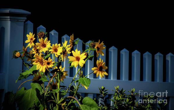 Nature Poster featuring the photograph A Place In The Sun by Sharon Mayhak