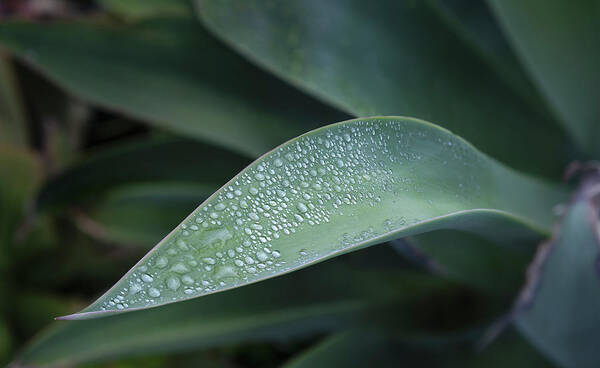 Agave Attenuata Poster featuring the photograph Agave Attenuata Leaf and Rain Drops by William Dunigan