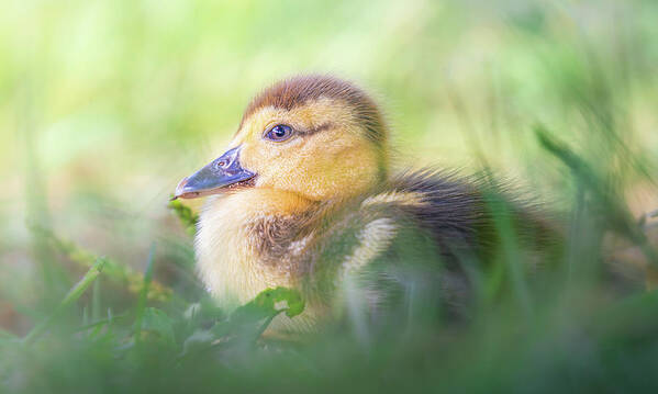 Brown Duckling Poster featuring the photograph Baby Duckling In The Weeds by Jordan Hill