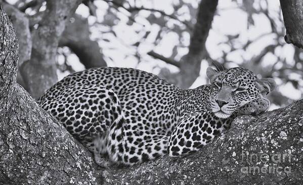 Leopard Poster featuring the photograph Beauty Sleep In The Wild In Mono by Nirav Shah