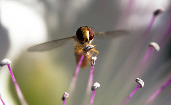 Animal Poster featuring the photograph Belted hoverfly on a caper flower by Jean-Luc Farges