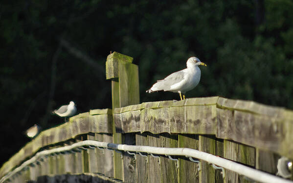 Birds Poster featuring the photograph Birds on the fence by Buddy Scott