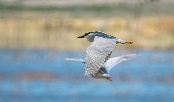 Lahontan Poster featuring the photograph Black Crowned Night Heron in Flight by Rick Mosher
