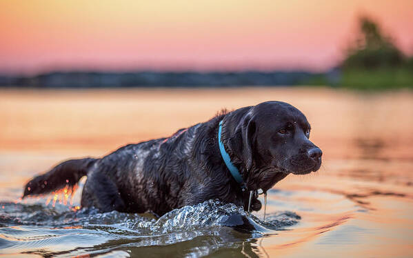 Labrador Retriever Poster featuring the photograph Black Lab in the River at Sunset by Rachel Morrison
