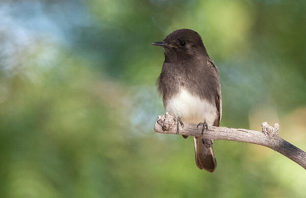 Black Phoebe Poster featuring the photograph Black Phoebe 2765-111620-2 by Tam Ryan