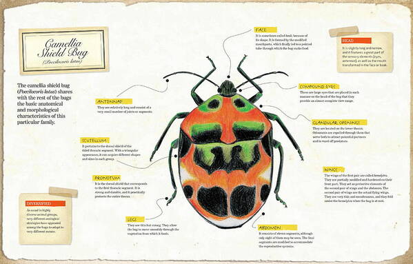Childhood Poster featuring the digital art Camellia Shield Bug by Album