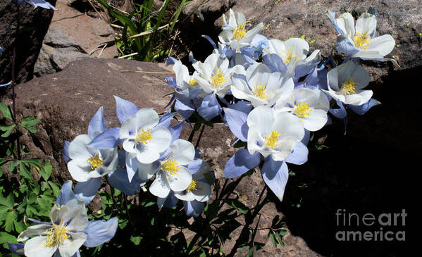 Flower Poster featuring the photograph Columbine Wave by Julia McHugh