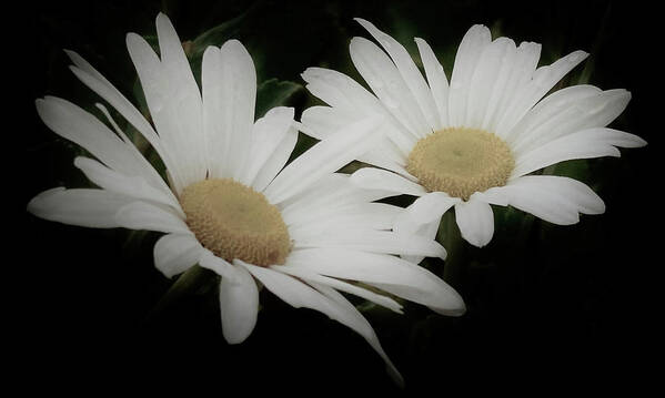 White Daisy Poster featuring the photograph Dew Drop Daisies by Christina McGoran