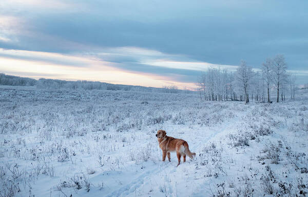 Dog Poster featuring the photograph Dog in an Alberta winter pasture by Karen Rispin