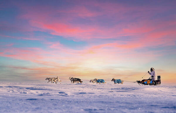 Sunset Poster featuring the photograph Dog Sled Team at Sunset by Scott Slone
