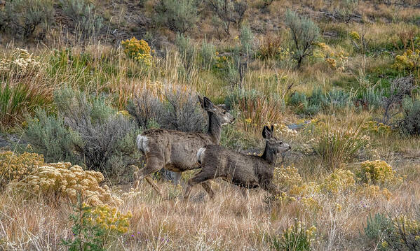 Mule Deer Poster featuring the photograph Double Trouble on a Fine Montana Morning by Marcy Wielfaert